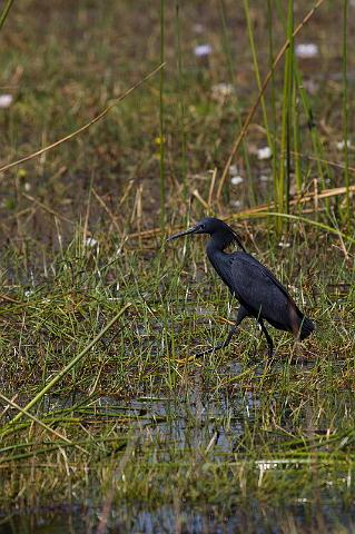 083 Okavango Delta, zwarte reiger.jpg